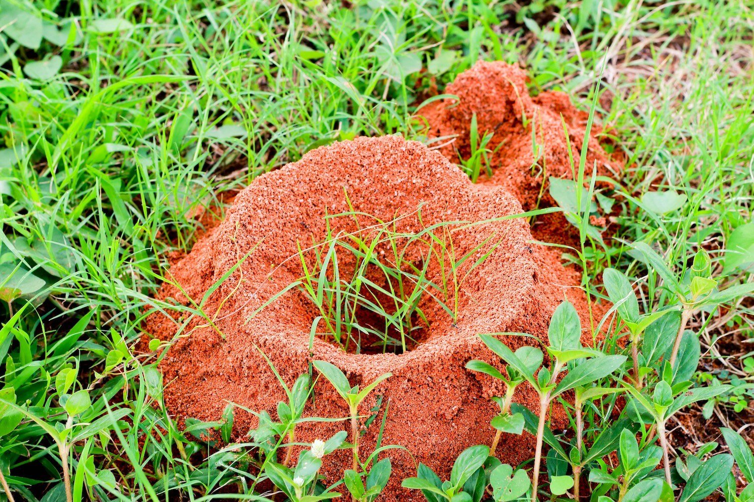 fire ant mound SS