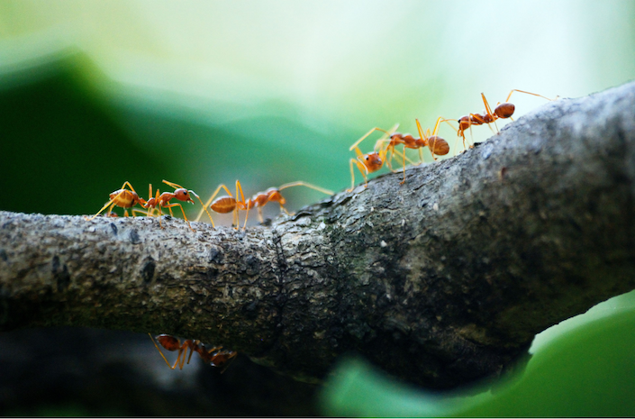 fire ants canva 3