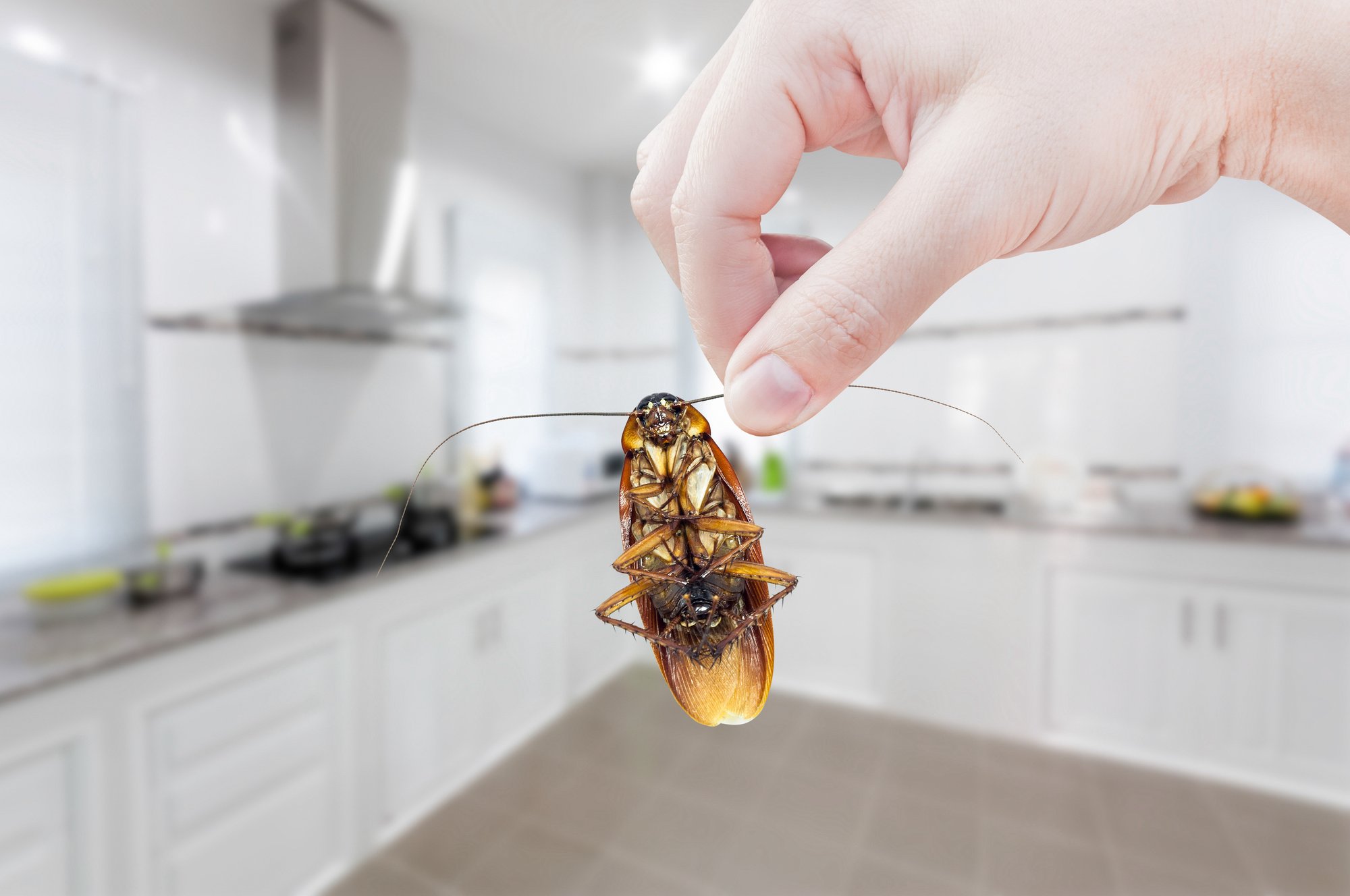 roach in kitchen dangling