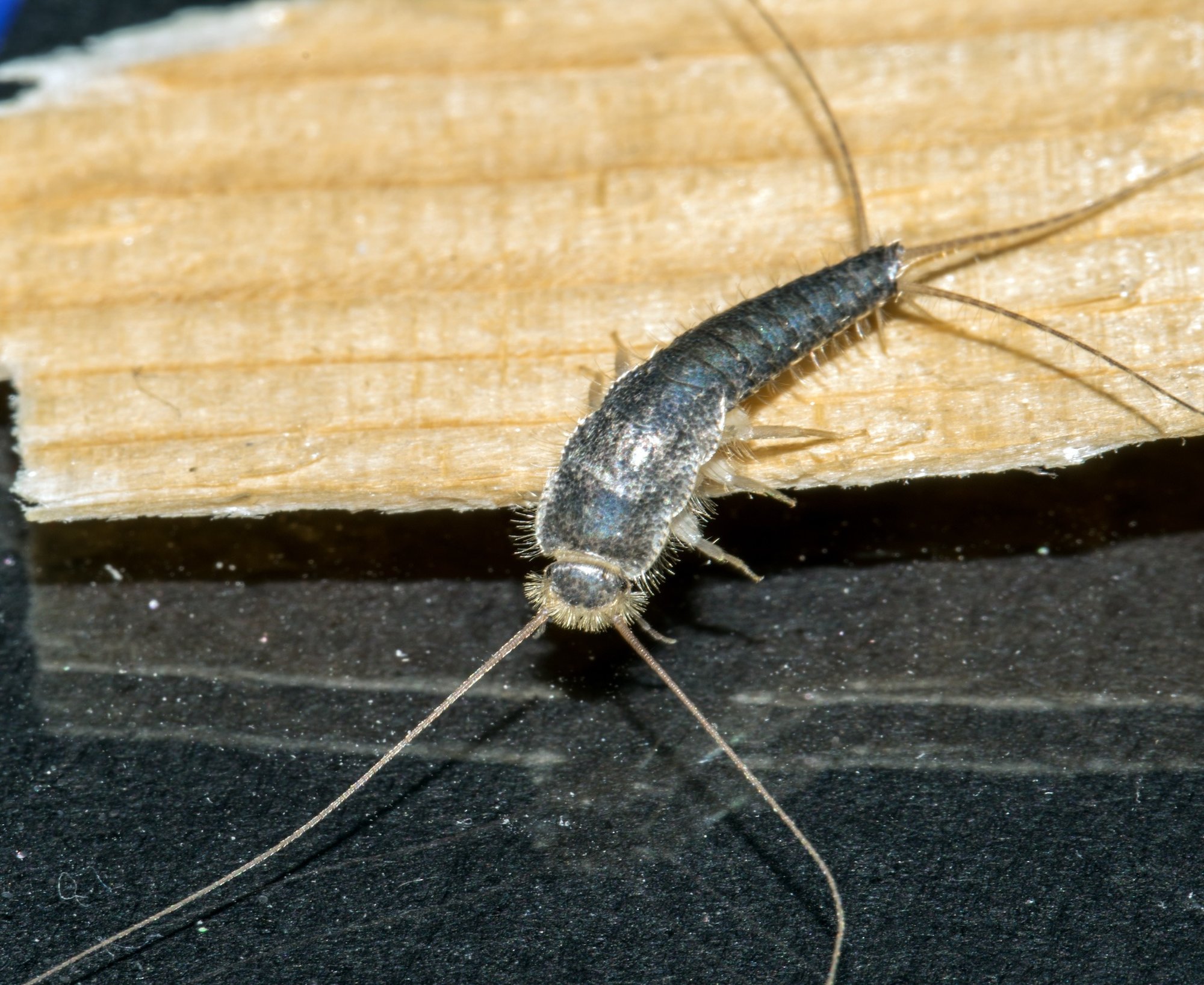 silverfish