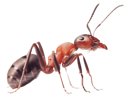 Fire-Ant-Image-NO-BK