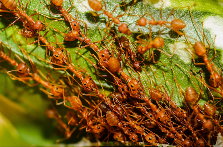 fire ants canva 2