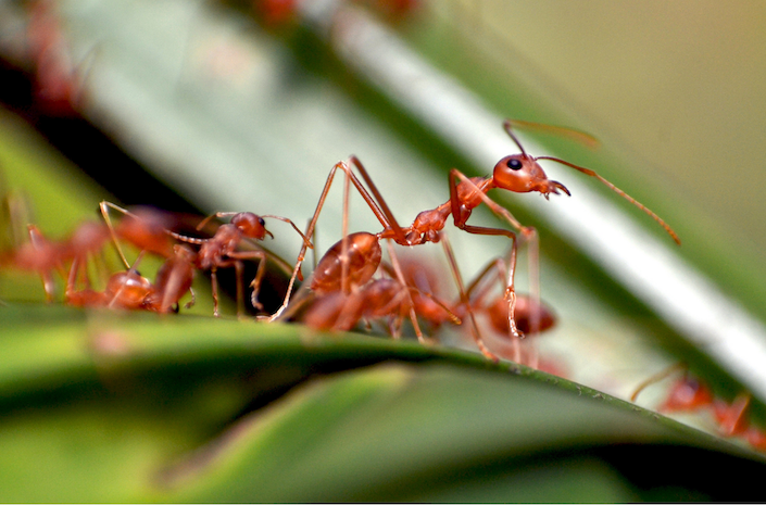 fire ants canva 4